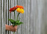 Flowers Thru Fence